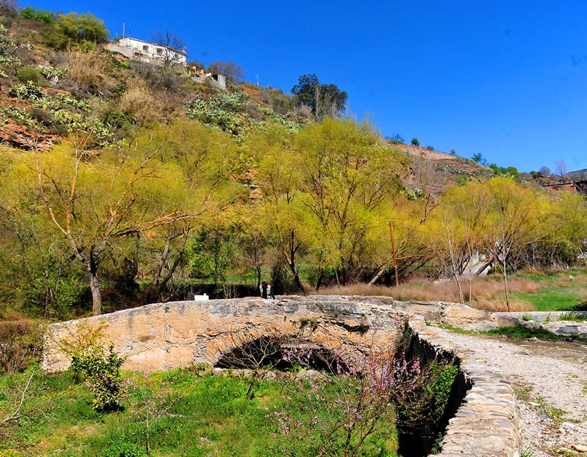 Álamos en el cauce del río Dúrcal, jalonan los caminos que cunfluyen hacia el viejo puente medieval.