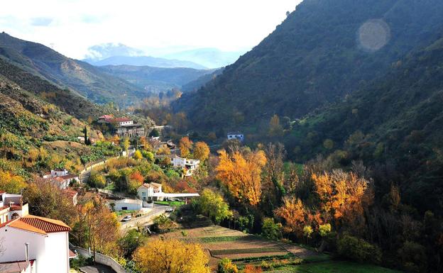 Loa álamos visten el otoño en el valle del Darro