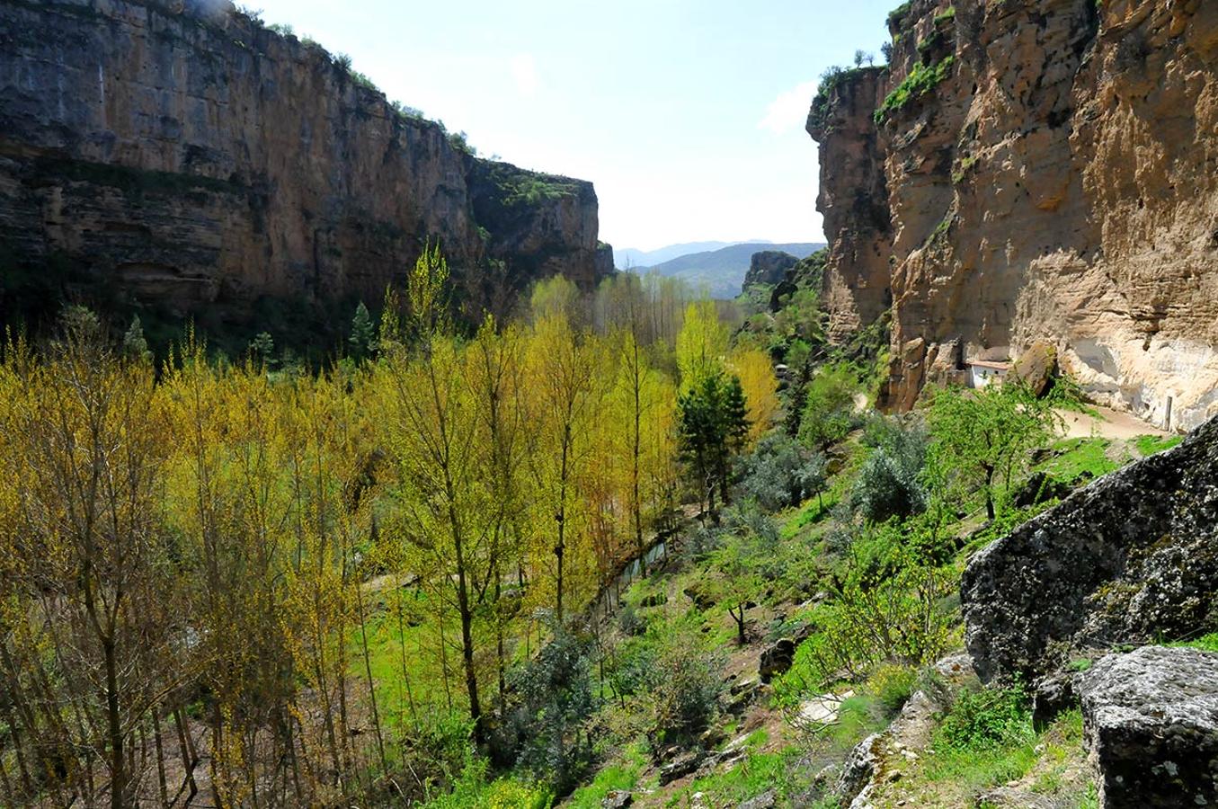 álamos en el Camino de los Ángeles, en Alhama de Granada.