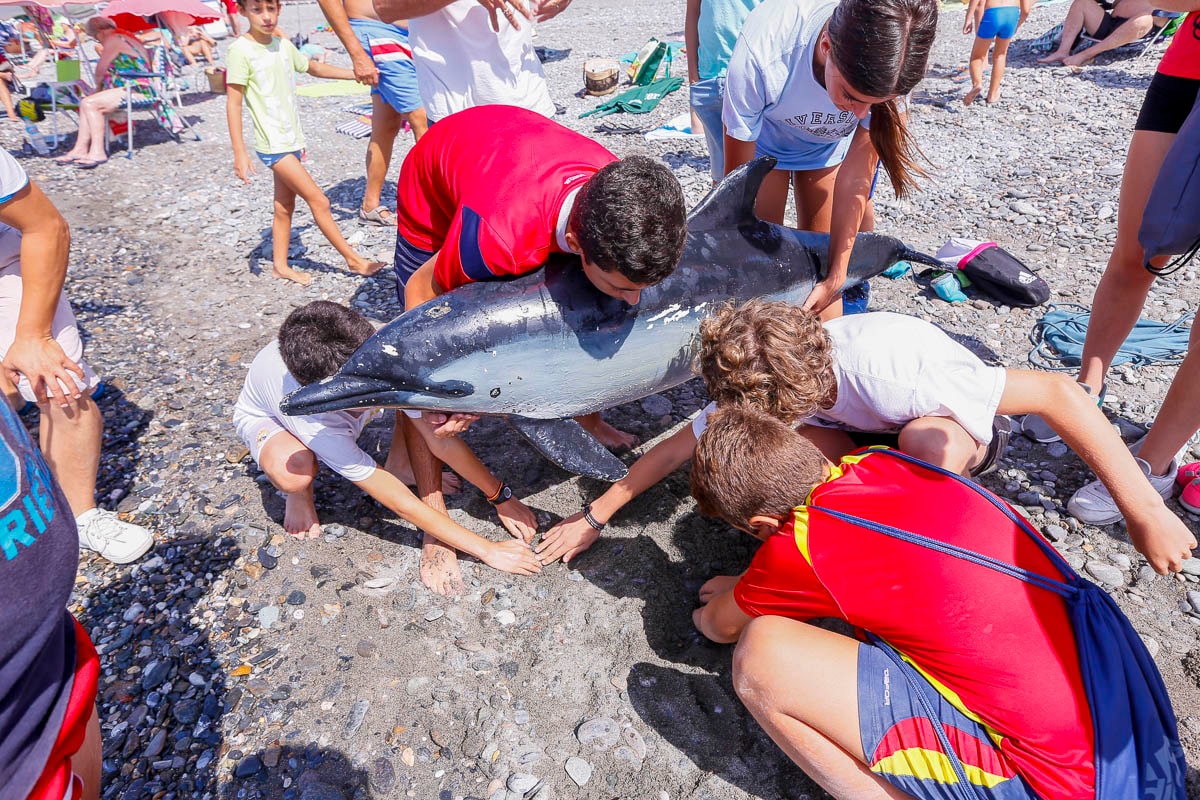 Los niños de Almuñécar descubren con el Aula del Mar de Málaga los fondos marinos y aprenden a socorrer a los delfines