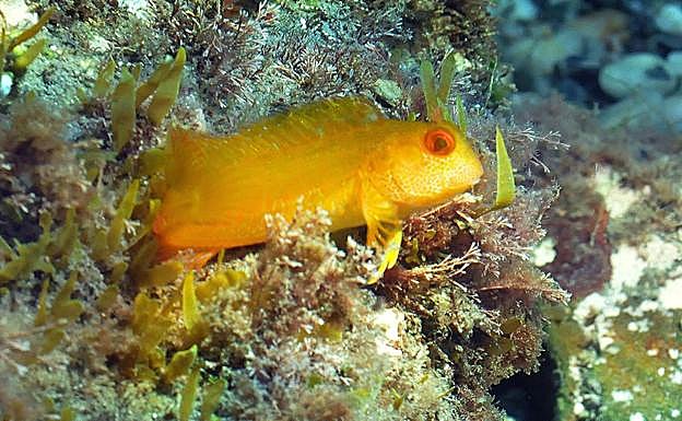 Un pequeño parablenius, habitante de las rocas casi superficiales