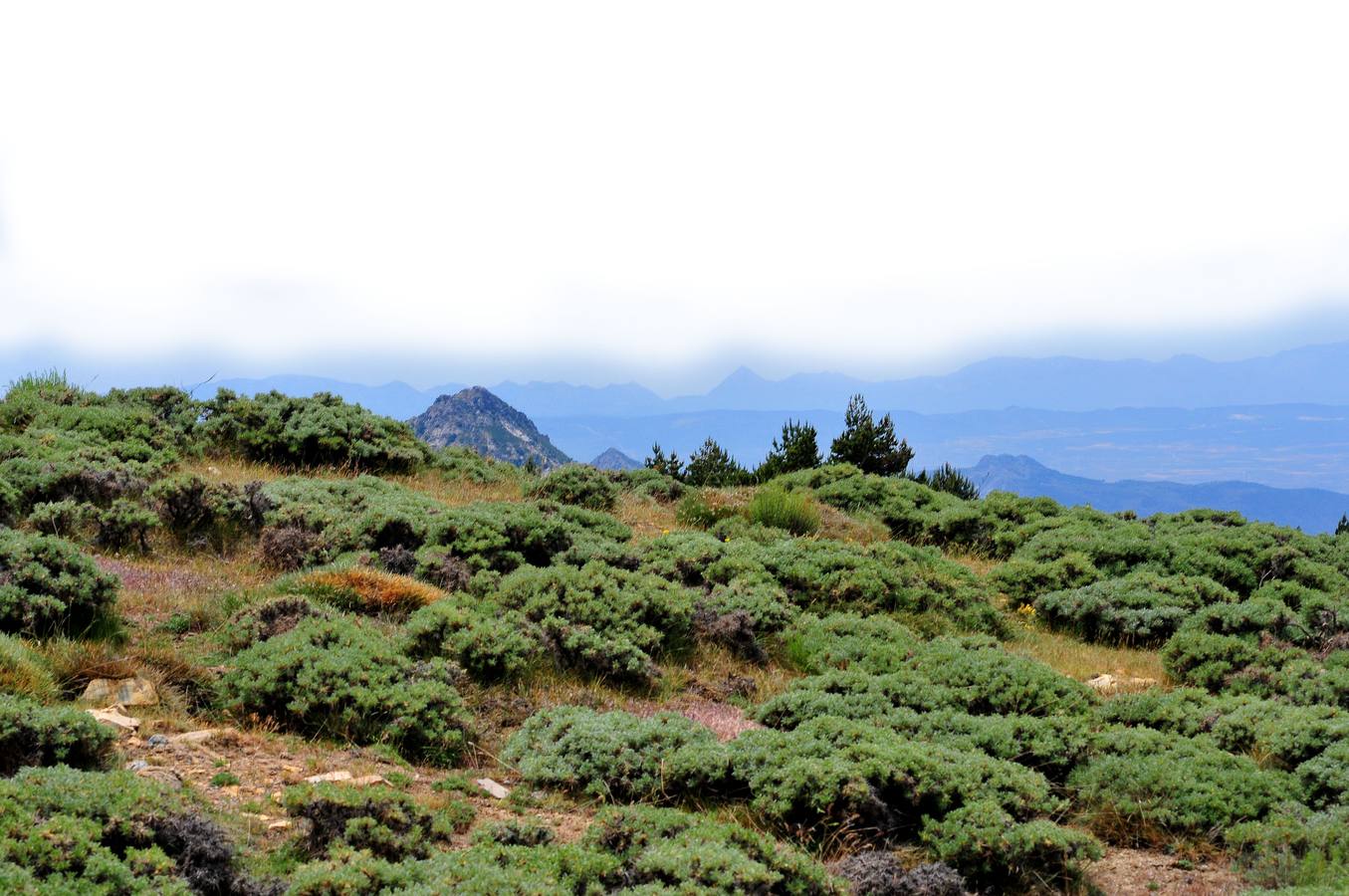 Manto de piorno blanco, Astragalus granatensis y al fondo el pico del Trevenque, el rey de la montaña caliza. Tras los últimos árboles, el matorral nevadense marca la frontera de la alta montaña. En el collado de la Sabina las sendas se abren paso a través de las últimas laderas calizas para entrar en el dominio de las pizarras