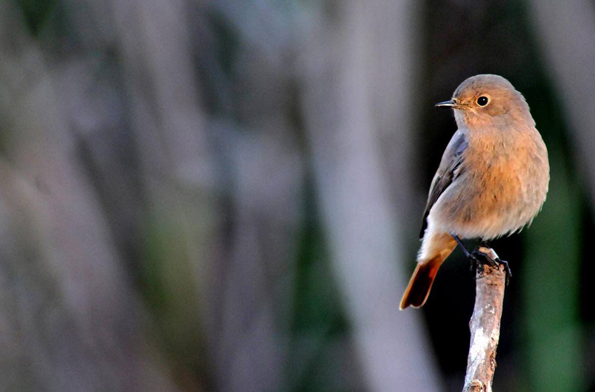 Colirrojo tizón, hembra, habitual entre las sabinas. Tras los últimos árboles, el matorral nevadense marca la frontera de la alta montaña. En el collado de la Sabina las sendas se abren paso a través de las últimas laderas calizas para entrar en el dominio de las pizarras
