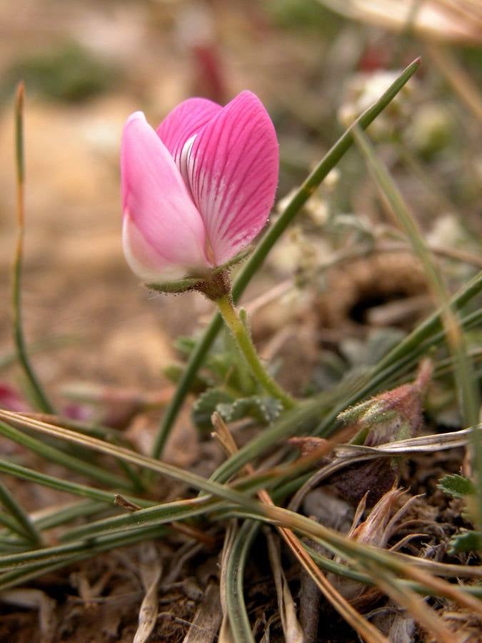 Flor de agujas de Sierra Nevada, Eoridum daucoides. Tras los últimos árboles, el matorral nevadense marca la frontera de la alta montaña. En el collado de la Sabina las sendas se abren paso a través de las últimas laderas calizas para entrar en el dominio de las pizarras