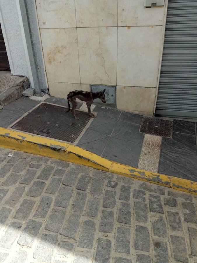 «Al meterlo en la jaula, se desmoronó. Llevaba los ojitos vueltos cuando llegamos al veterinario», recuerda Lidia, la vecina de Montefrío que sacó de la calle a este perro