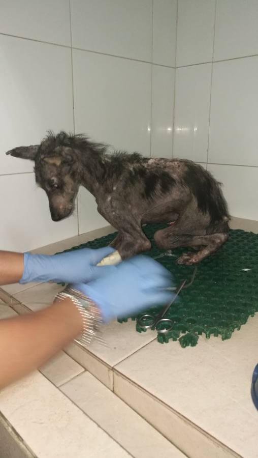 «Al meterlo en la jaula, se desmoronó. Llevaba los ojitos vueltos cuando llegamos al veterinario», recuerda Lidia, la vecina de Montefrío que sacó de la calle a este perro