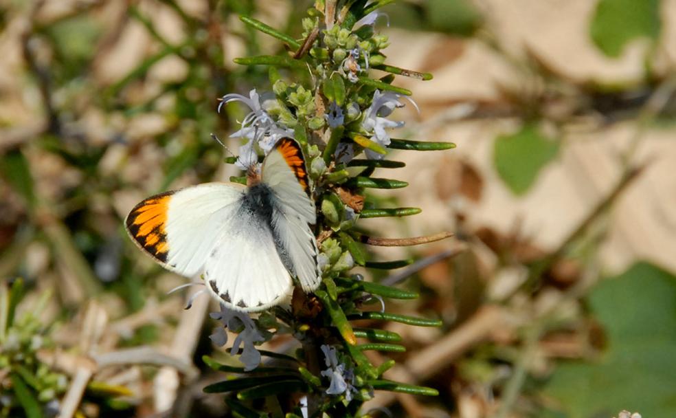 Colotis evagore, la mariposa que migra a través de Alborán 