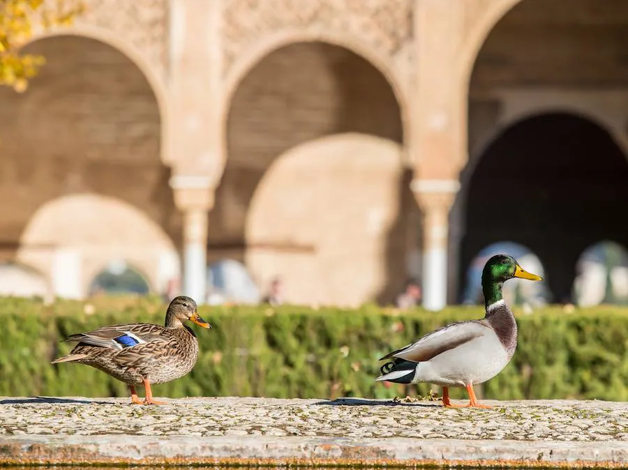 El zorro visto hace unos días en el monumento nazarí no es su único inquilino: gatos, ardillas, búhos, ranas o culebras son algunos de los animales que habitan en la Alhambra