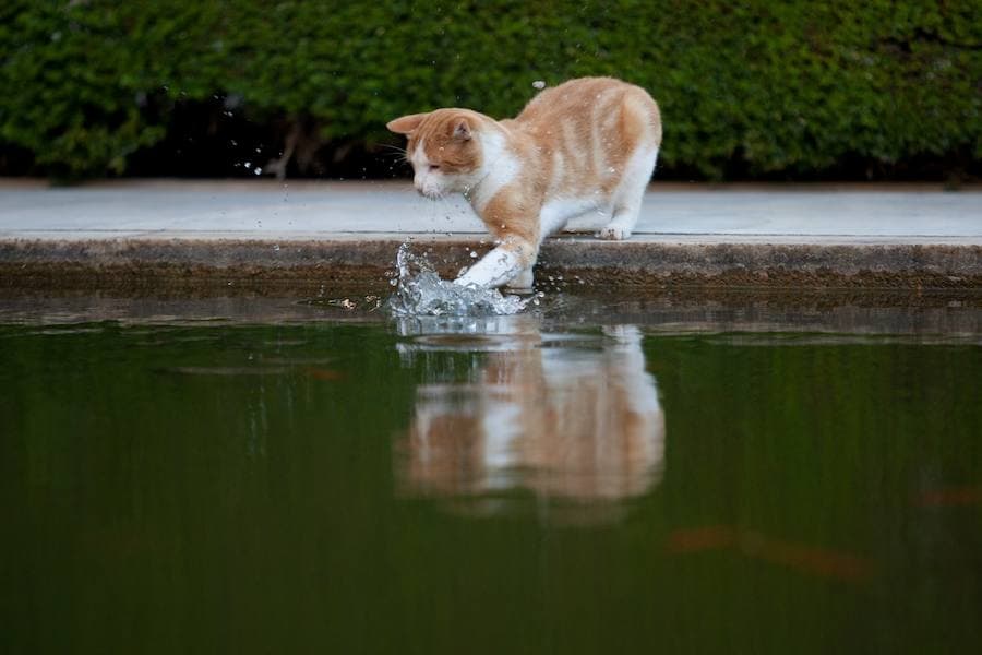 El zorro visto hace unos días en el monumento nazarí no es su único inquilino: gatos, ardillas, búhos, ranas o culebras son algunos de los animales que habitan en la Alhambra