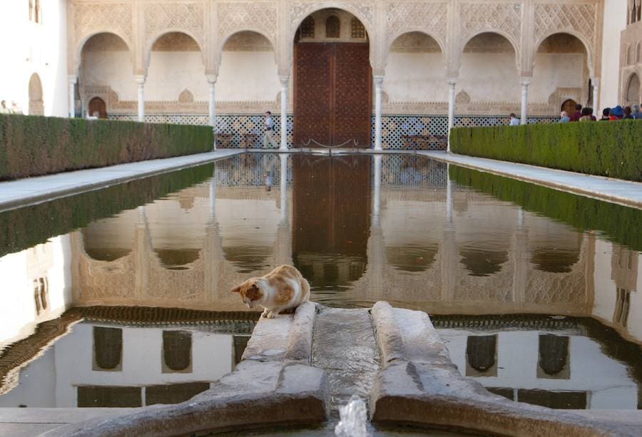 El zorro visto hace unos días en el monumento nazarí no es su único inquilino: gatos, ardillas, búhos, ranas o culebras son algunos de los animales que habitan en la Alhambra