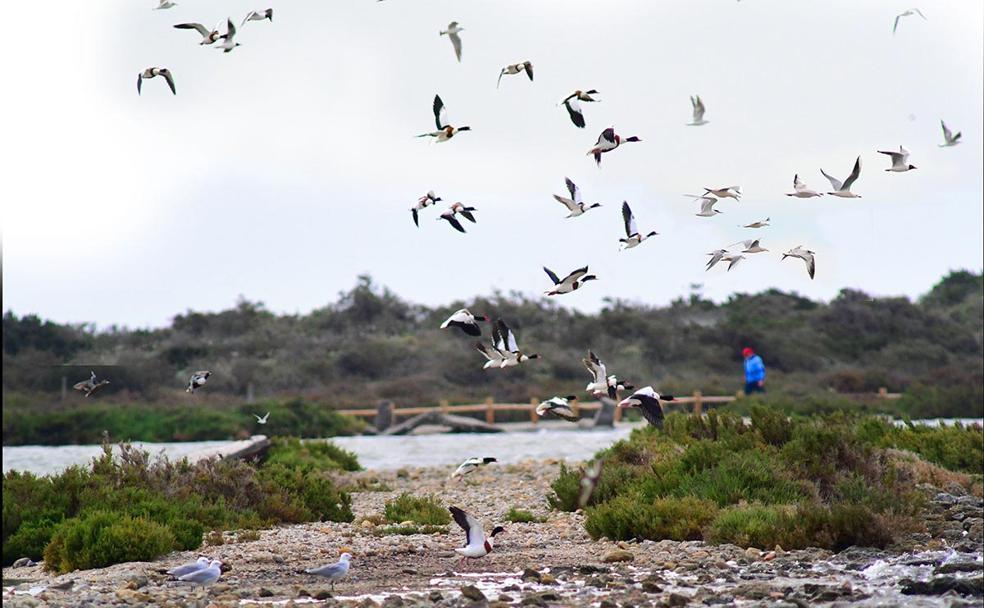 Grupos de aves se concentran en Punta Entinas como paso previo a iniciar su migración