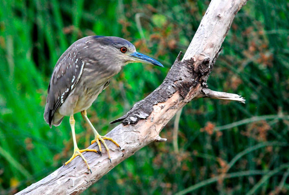 Martinete, una de las aves que llegan para invernar
