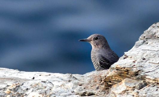 Monticola solitarius, hembra