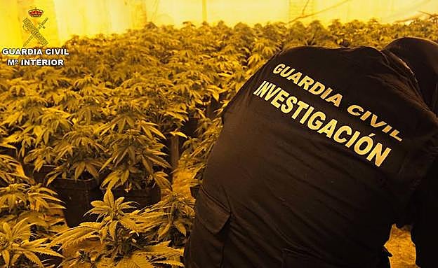 La Guardia Civil ha intervenido más de 18.000 plantas de cannabis sativa en septiembre