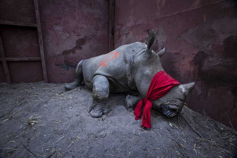 Las fotografías ganadoras del World Press Photo 2018 se exponen en Madrid con la contundencia del drama