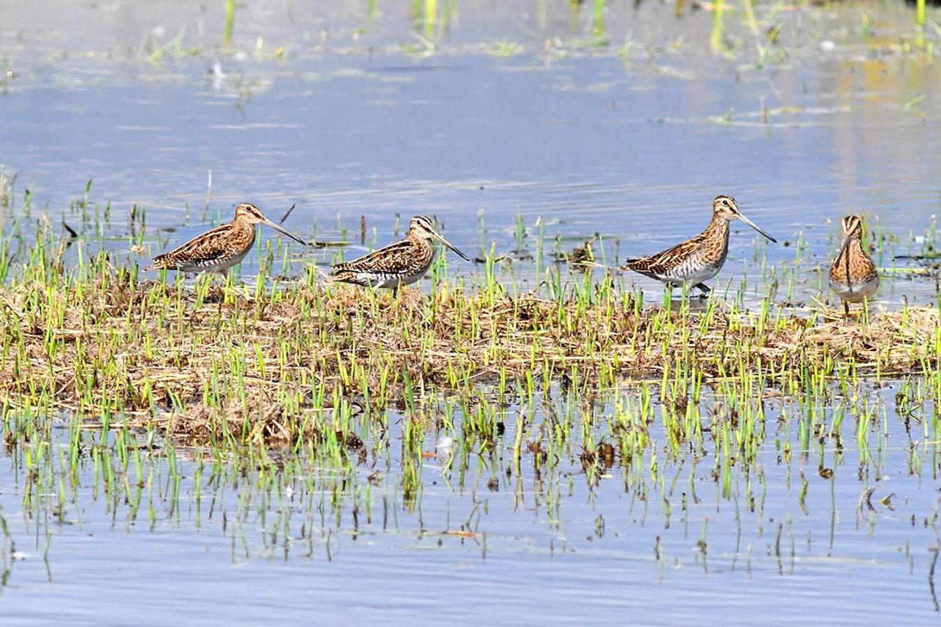 Un grupo de agachadizas, Gallinago gallinago, en la Charca de Suárez.