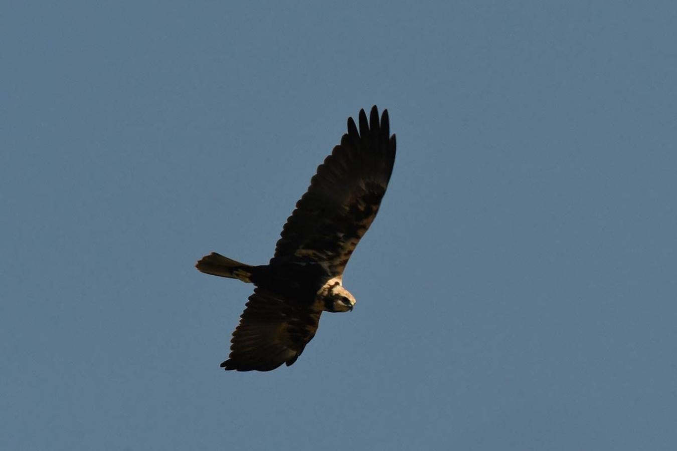 Aguilucho lagunero, el gran depredador de los humedales. Foto en llas lagunas de Punta Entinas