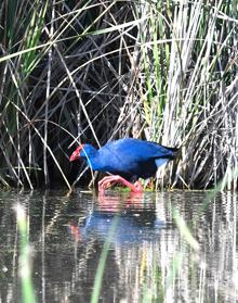 Imagen secundaria 2 - Ornitólogos en la Cahrca de Suárez; Focha moruna y un calamón, especies en peligro de extinción, foptografiadas en la Charca de Suárez