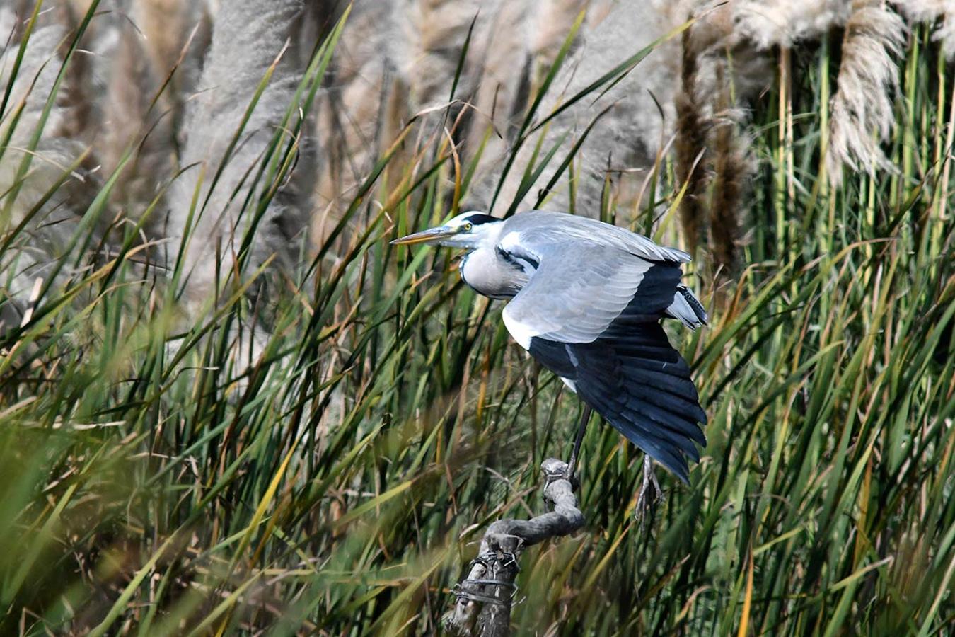 Garza real sobre una atalaya en la Charca de Suárez