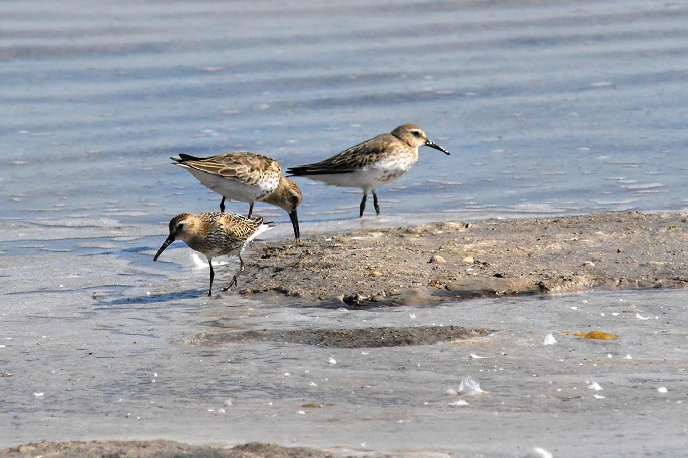 Correlimos en las salinas de Punta Entinas