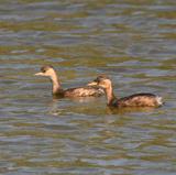 Zampullín cuellinegro, Punta Entinas