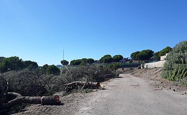 La Junta acomete trabajos preventivos en los montes de Sierra Morena para favorecer la regeneración de especies