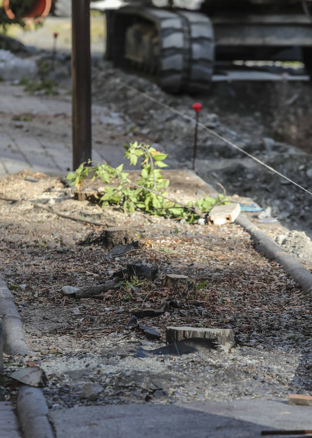 La reforma de la antigua carretera de Málaga ha ocasionado la alteración de los vecinos al percatarse de que los trabajadores de Emasagra han talado varios árboles 