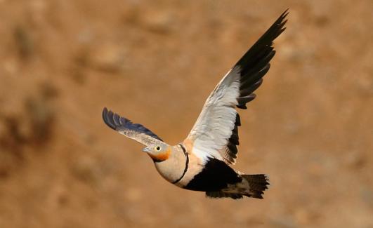 Ganga ortega en pleno vuelo