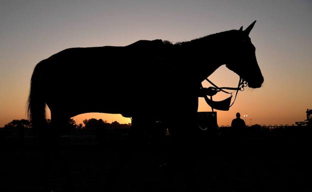 Andalucía activa la alerta sanitaria por un caso de Fiebre del Nilo en un caballo en Almonte