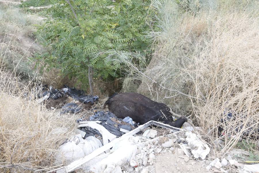 Una vecina de Casería de Montijo localizó al animal muerto, tirado entre arbustos en un terraplén próximo a la Puerta de los Guzmanes