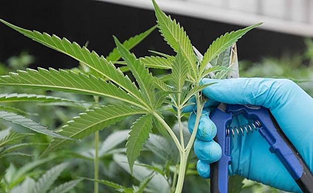 Plantación de cannabis en Ontario, Canadá.