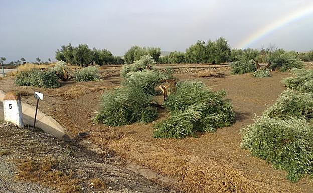 Destrozo de olivos en el término de Porcuna.