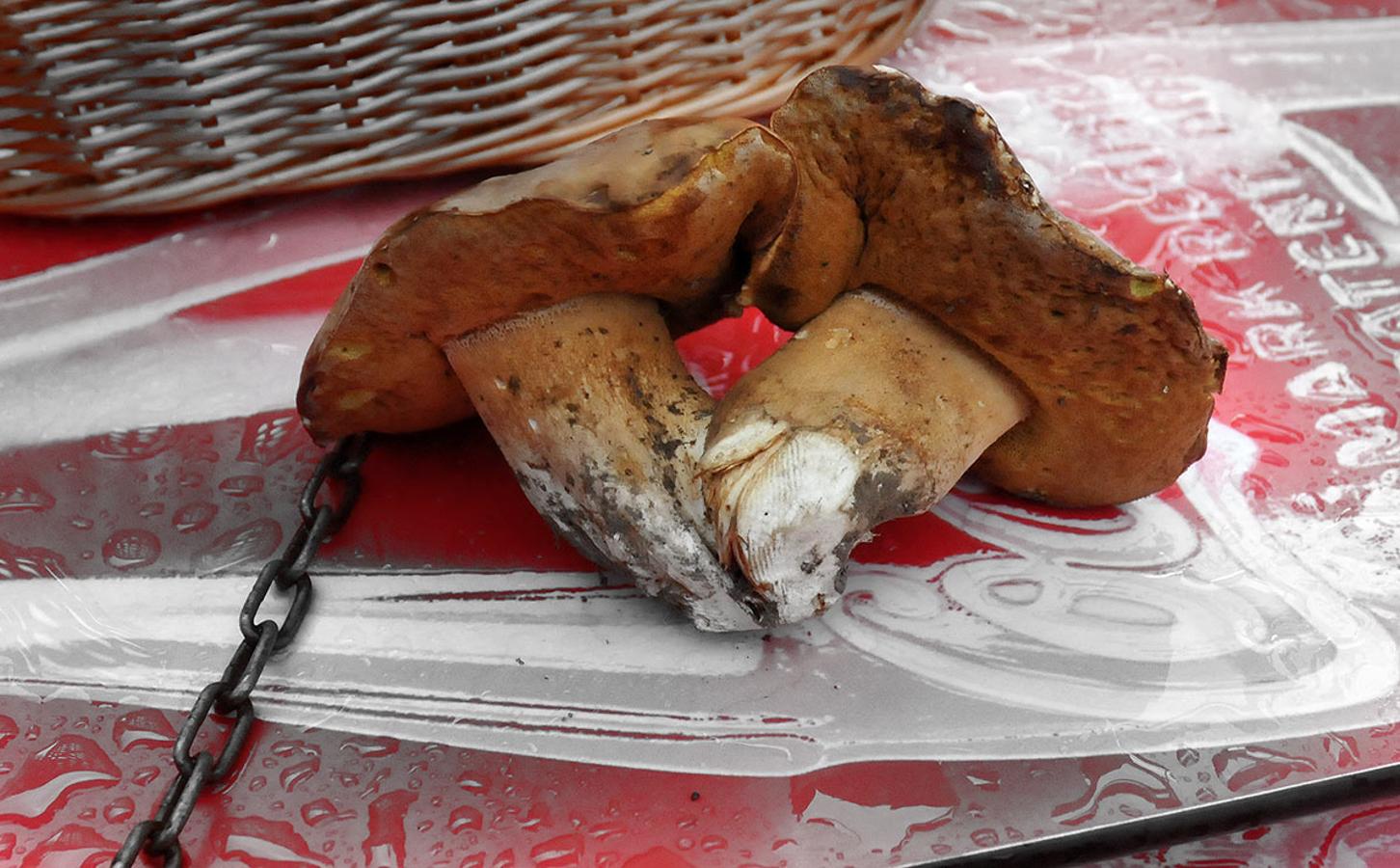 Boletus. Las especies del género Boletus viven en simbiosis con otras plantas. Muy apreciadas por los recolectores.