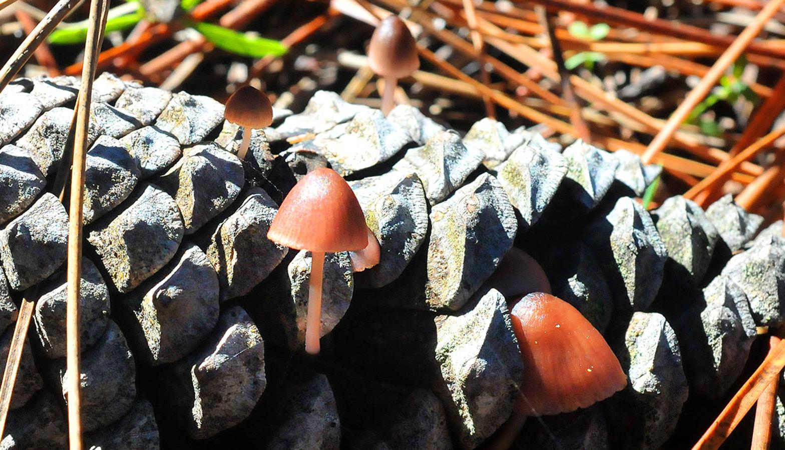 Micena de piña. Mycena seynii, vive solo sobre piñas caídas de pinos, sola o en colonias.