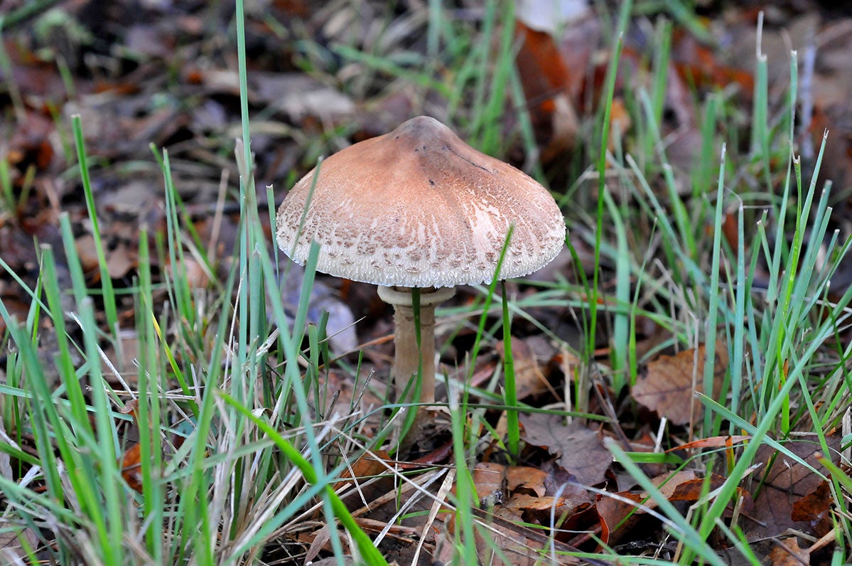 Macrolepiota