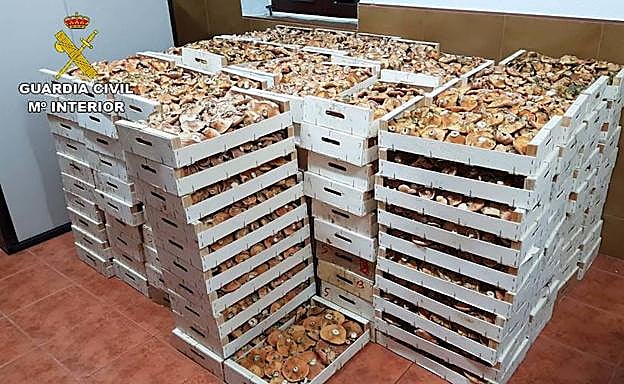 Decomisan en la Alpujarra de Granada casi una tonelada de níscalos 'Lactarius deliciosus'