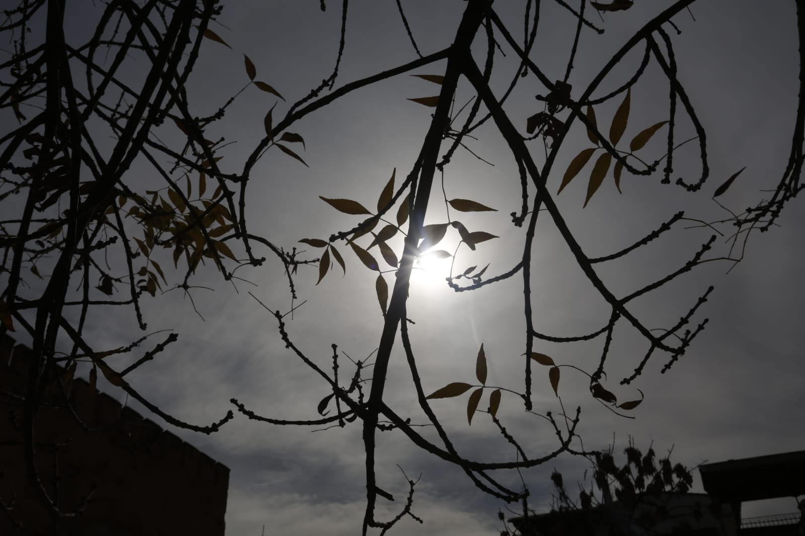 La capital luce por sus calles la estampa clásica del otoño que amarillea sus árboles