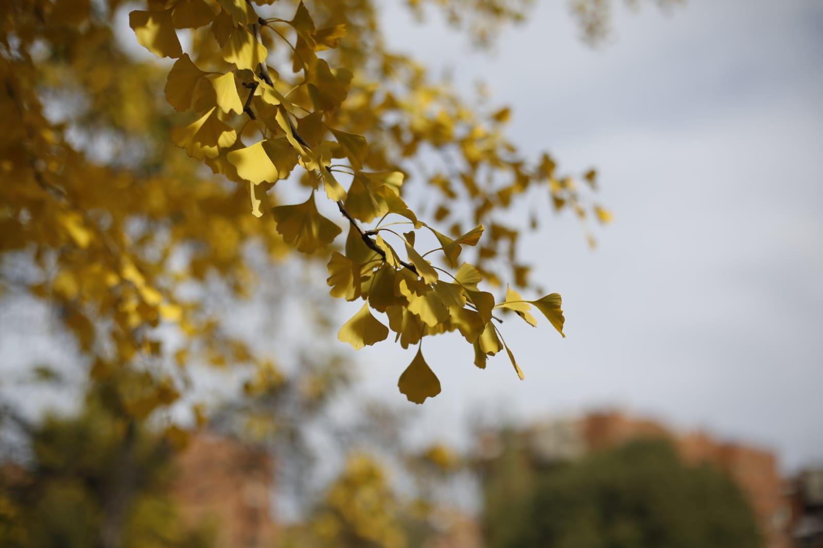 La capital luce por sus calles la estampa clásica del otoño que amarillea sus árboles