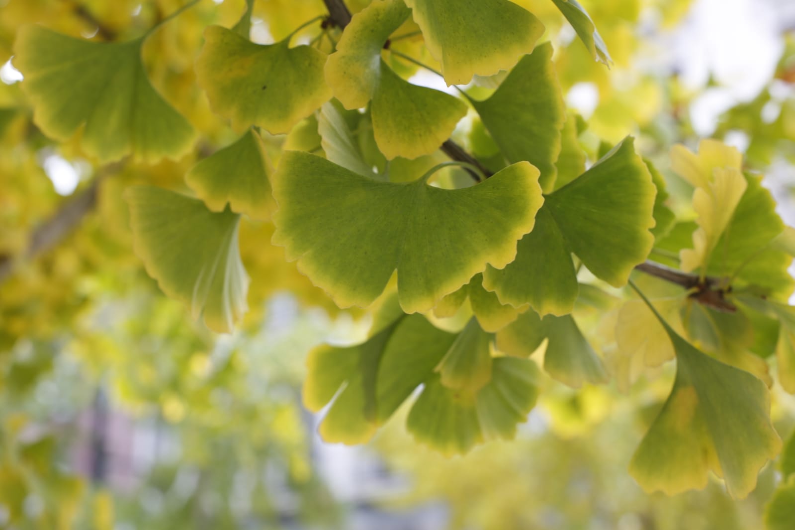 La capital luce por sus calles la estampa clásica del otoño que amarillea sus árboles