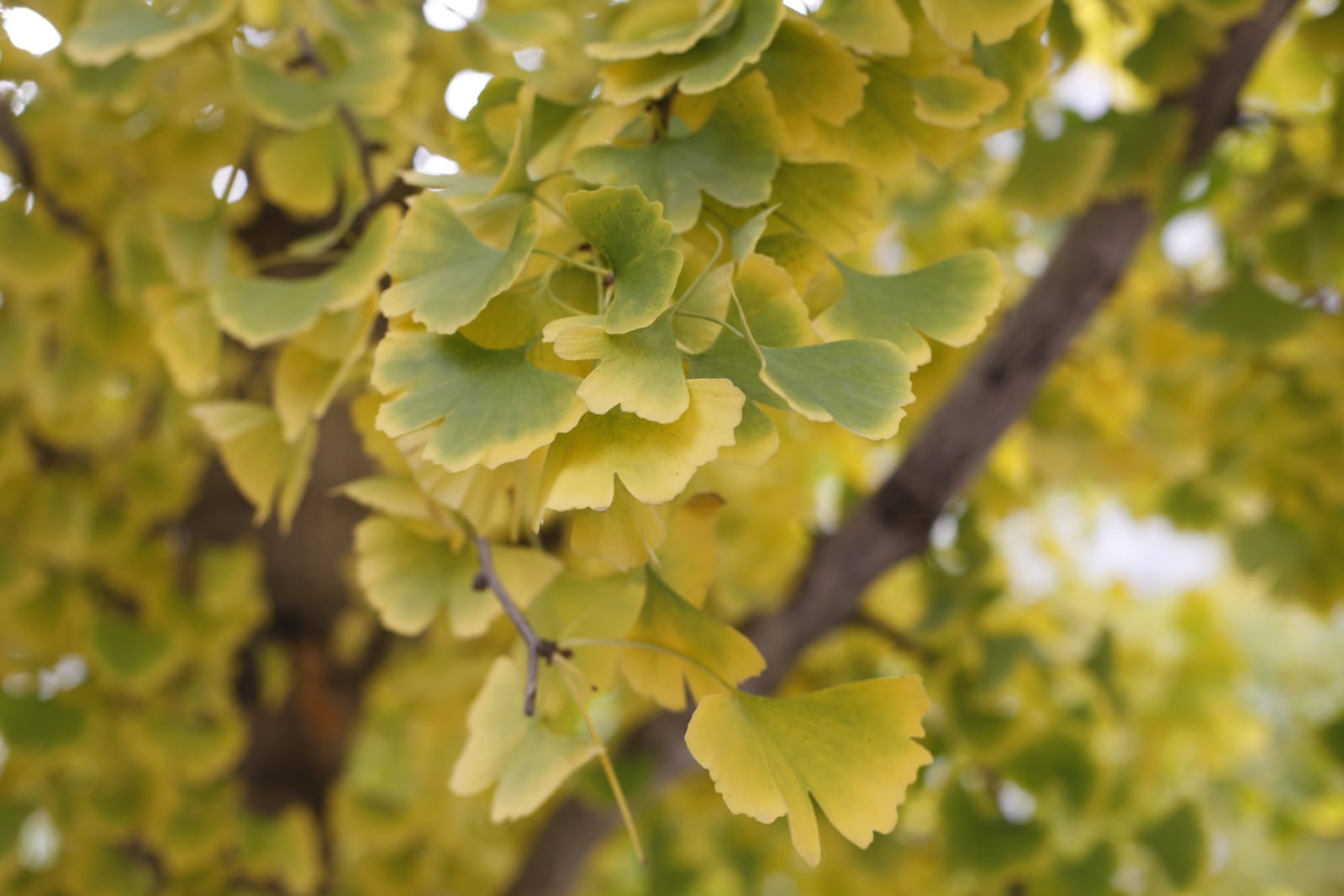 La capital luce por sus calles la estampa clásica del otoño que amarillea sus árboles