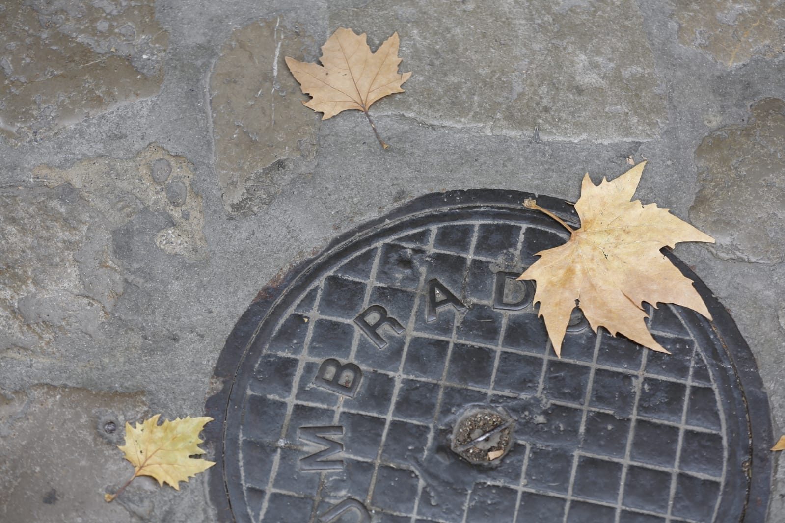 La capital luce por sus calles la estampa clásica del otoño que amarillea sus árboles