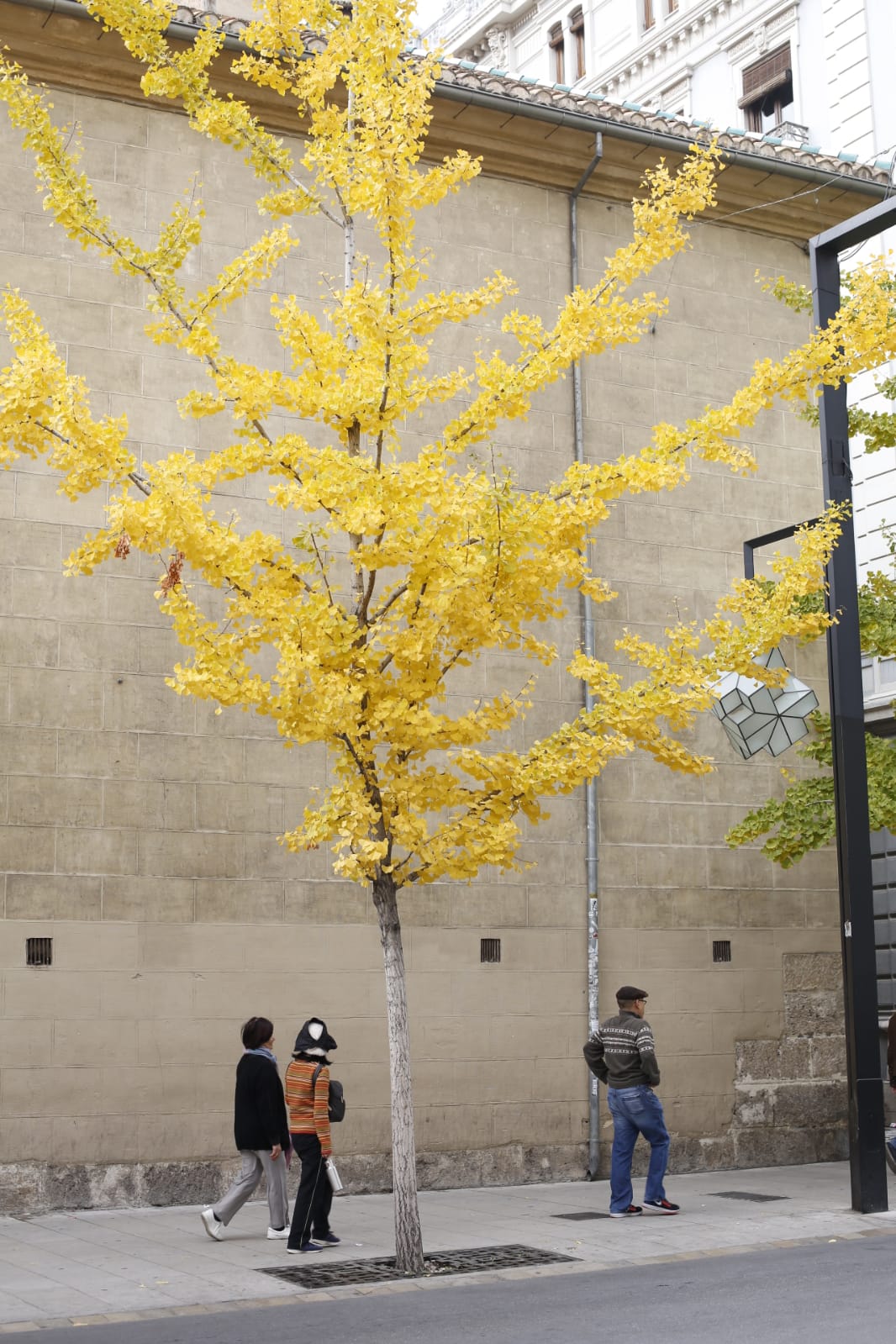 La capital luce por sus calles la estampa clásica del otoño que amarillea sus árboles