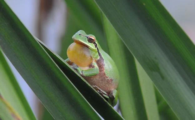 Ranita meridional lanza su canto de apreamiento sobre una hoja de anea en la Charca de Suárez de Motril 