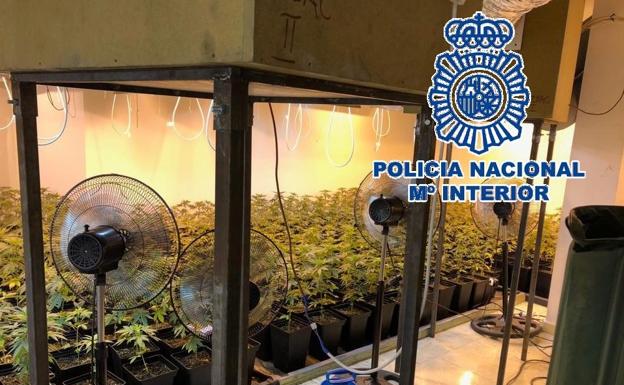 Un policía nacional fuera de servicio descubre 1.100 plantas de 'maría' en el sótano de un chalet