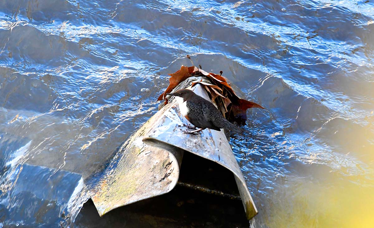 Un mirlo acuático sobre los puntales de las compuertas del río Genil en su tramo urbano