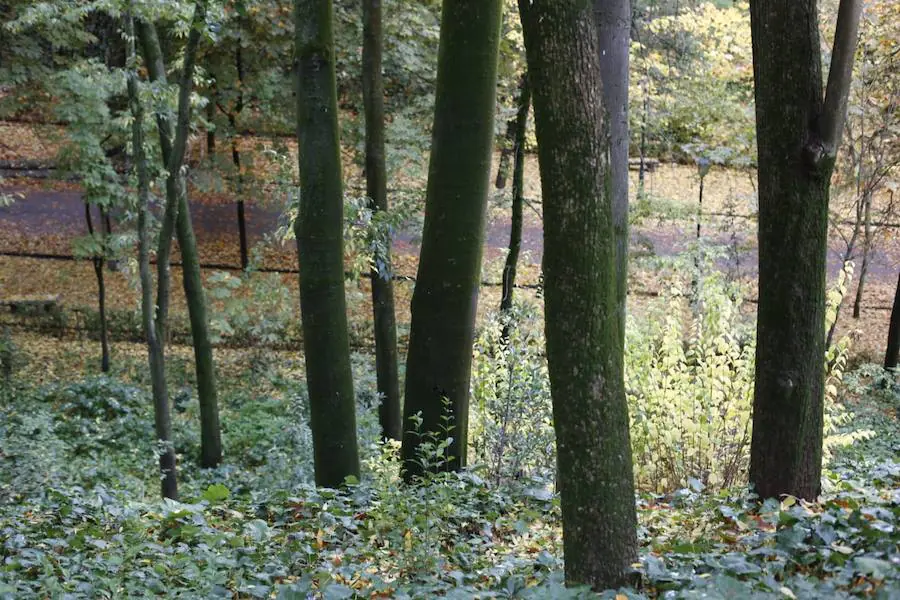 En estos días, los visitantes del bosque de la Alhambra pueden disfrutar de una estampa típica del otoño. Un gran manto de hojas caídas de los árboles se extiende sobre bancos, caminos, escaleras y entre los mismos árboles. El frío que cada vez es más patente y la lluvia han hecho que los árboles se muestren cada día más desnudos, para dejar en el suelo las hojas que nacieron con la primavera. Estampas que hacen más bello el bosque de la Alhambra. 