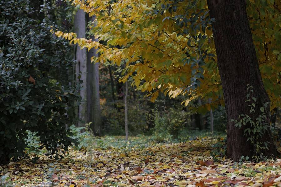 En estos días, los visitantes del bosque de la Alhambra pueden disfrutar de una estampa típica del otoño. Un gran manto de hojas caídas de los árboles se extiende sobre bancos, caminos, escaleras y entre los mismos árboles. El frío que cada vez es más patente y la lluvia han hecho que los árboles se muestren cada día más desnudos, para dejar en el suelo las hojas que nacieron con la primavera. Estampas que hacen más bello el bosque de la Alhambra. 