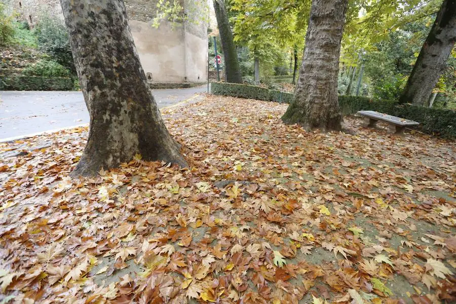 En estos días, los visitantes del bosque de la Alhambra pueden disfrutar de una estampa típica del otoño. Un gran manto de hojas caídas de los árboles se extiende sobre bancos, caminos, escaleras y entre los mismos árboles. El frío que cada vez es más patente y la lluvia han hecho que los árboles se muestren cada día más desnudos, para dejar en el suelo las hojas que nacieron con la primavera. Estampas que hacen más bello el bosque de la Alhambra. 