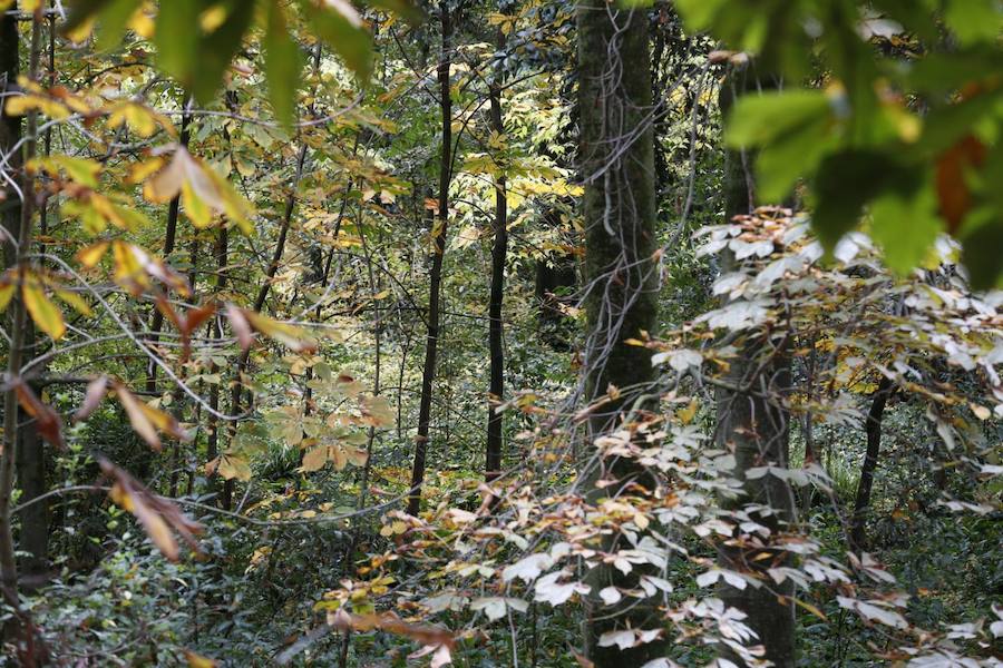 En estos días, los visitantes del bosque de la Alhambra pueden disfrutar de una estampa típica del otoño. Un gran manto de hojas caídas de los árboles se extiende sobre bancos, caminos, escaleras y entre los mismos árboles. El frío que cada vez es más patente y la lluvia han hecho que los árboles se muestren cada día más desnudos, para dejar en el suelo las hojas que nacieron con la primavera. Estampas que hacen más bello el bosque de la Alhambra. 