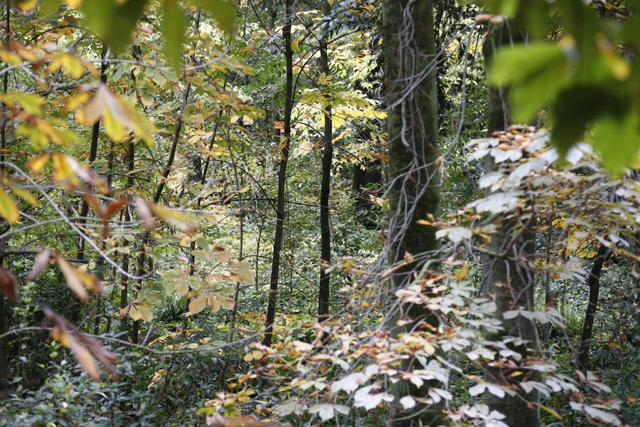 En estos días, los visitantes del bosque de la Alhambra pueden disfrutar de una estampa típica del otoño. Un gran manto de hojas caídas de los árboles se extiende sobre bancos, caminos, escaleras y entre los mismos árboles. El frío que cada vez es más patente y la lluvia han hecho que los árboles se muestren cada día más desnudos, para dejar en el suelo las hojas que nacieron con la primavera. Estampas que hacen más bello el bosque de la Alhambra. 